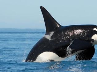 Φωτογραφία για Πόσες ομοιότητες μπορεί να έχουν οι «φάλαινες δολοφόνοι» με τον άνθρωπο