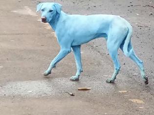 Φωτογραφία για Οι... μπλε σκύλοι της Μουμπάι (Βίντεο)