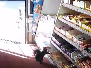 Φωτογραφία για Σκίουρος πιάστηκε επ' αυτοφώρω να κλέβει σοκολάτες! Video