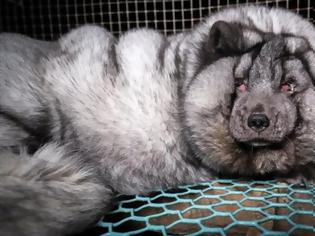 Φωτογραφία για Κτηνωδία: Μετατρέπουν τις αλεπούδες σε τέρατα για να παράγουν περισσότερη γούνα!