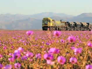 Φωτογραφία για Η πιο ξηρή έρημος του κόσμου γέμισε λουλούδια - Ένα παραδεισένιο σκηνικό [photos]