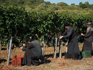 Φωτογραφία για 9595 - Σήμερα ήταν η τελευταία ημέρα συγκομιδής σταφυλιών στην Ιερά Μονή Χιλιανδαρίου (φωτογραφίες)