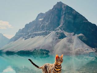 Φωτογραφία για SUKI Μια γάτα Βεγγάλης ταξιδεύει στον Καναδά και βγάζει τις πιο... purrrfect φωτογραφίες