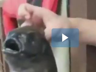 Φωτογραφία για Ψάρι-τέρας: Νέο είδος ή... ραδιενεργό παράγωγο της Φουκουσίμα; [video]