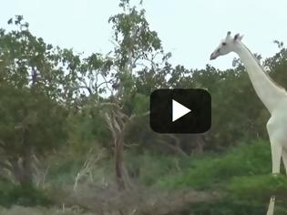 Φωτογραφία για Σπάνιες λευκές καμηλοπαρδάλεις εντοπίστηκαν στην Κένυα [video]