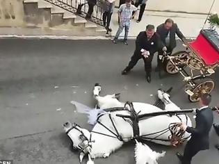 Φωτογραφία για Βίντεο που σοκάρει – Κατέρρευσε άλογο που μετέφερε μελλόνυμφους [video]