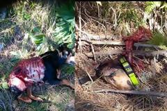 Γρεβενά: Επιθέσεις λύκων σε κυνηγόσκυλα στους Φιλιππαίους (Προσοχή σκληρές εικόνες)