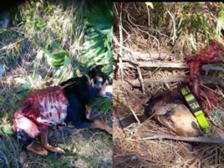 Φωτογραφία για Γρεβενά: Επιθέσεις λύκων σε κυνηγόσκυλα στους Φιλιππαίους (Προσοχή σκληρές εικόνες)