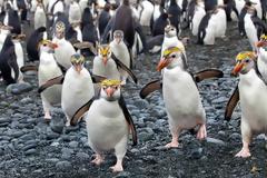 Ο παράδεισος των πιγκουίνων [photos]