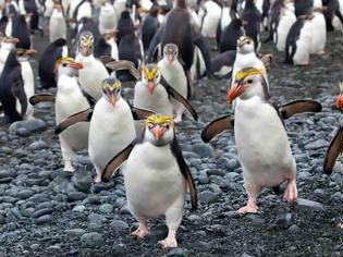 Φωτογραφία για Ο παράδεισος των πιγκουίνων [photos]