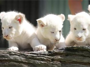 Φωτογραφία για Πολωνία: Τέσσερα σπάνια λευκά λιονταράκια γεννήθηκαν σε ζωολογικό κήπο