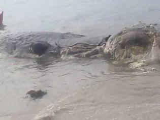 Φωτογραφία για Μυστηριώδες πλάσμα ξεβράστηκε σε παραλία στις Φιλιππίνες. Βίντεο
