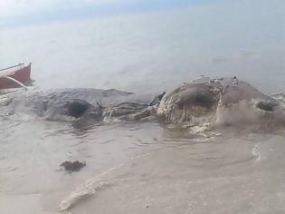Φωτογραφία για Μυστηριώδες θαλάσσιο τέρας ξεβράστηκε σε νησί των Φιλιππίνων [photos+video]