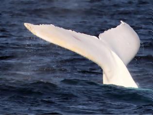 Φωτογραφία για Σπάνια εμφάνιση λευκής φάλαινας «τρέλανε» τους επιστήμονες [video]