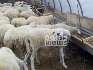 Φωτογραφία για Λιμοκτονούν τα ζώα στο Δήμο Ήλιδας μετά από τις φωτιές