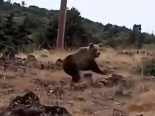 Φωτογραφία για Καστοριά: Έβγαλε το σκύλο βόλτα και έπεσε πάνω σε… αρκούδες [video]