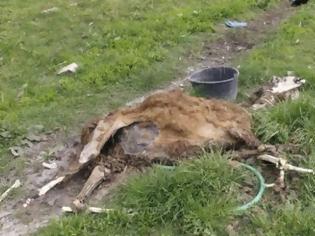 Φωτογραφία για Αναβλήθηκε και πάλι η δίκη για τα κουφάρια ζώων στον ζωολογικό κήπο «Ιπποκάμηλος» στα Σαγέικα