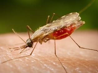 Φωτογραφία για Nέο γενετικό όπλο κατά της ελονοσίας από Έλληνα επιστήμονα στις ΗΠΑ