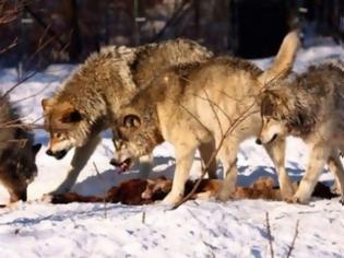 Φωτογραφία για Φθιώτιδα: Λύκοι κατασπάραξαν κυνηγόσκυλα - Σκληρές εικόνες