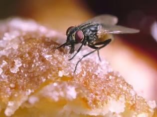 Φωτογραφία για Αυτό που συμβαίνει όταν μια μύγα κάθεται στο φαγητό σου είναι πολύ χειρότερο από όσο νομίζεις