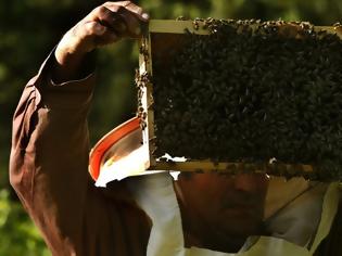 Φωτογραφία για Τρία στα τέσσερα μέλια περιέχουν παρασιτοκτόνα, αν και σε «ασφαλείς ποσότητες»