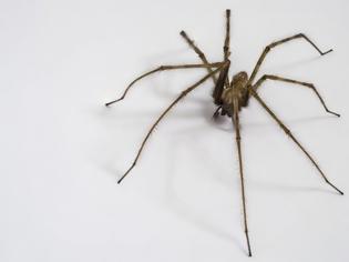 Φωτογραφία για Πώς να κρατήσετε τις αράχνες μακριά από το σπίτι σας