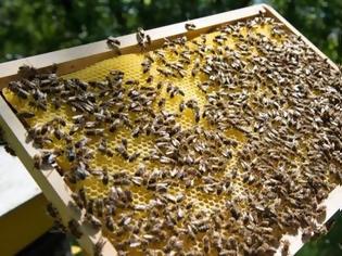 Φωτογραφία για Φυτοφάρμακα που συνδέονται με τον θάνατο μελισσών βρέθηκαν στα πιο πολλά δείγματα μελιών
