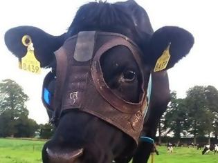 Φωτογραφία για Ιρλανδία: Αγελάδες παράγουν περισσότερο γάλα φορώντας… μάσκα!