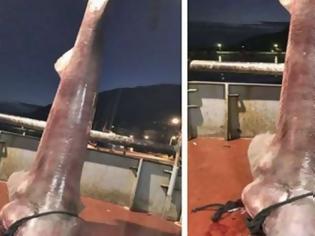 Φωτογραφία για Έπιασαν καρχαρία τεσσάρων μέτρων στον Αστακό Αιτωλοακαρνανίας [photos]