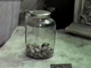 Φωτογραφία για Έξυπνο ποντίκι κλέβει τροφή από κλειστό βάζο [Video]
