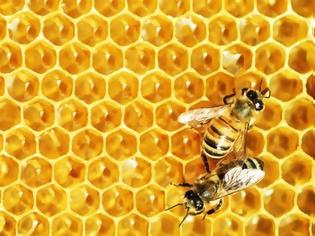 Φωτογραφία για Τρία στα τέσσερα μέλια περιέχουν νεονικοτινοειδή
