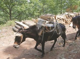 Φωτογραφία για Ένας ξυπόλυτος ασκητής στο δικαστήριο