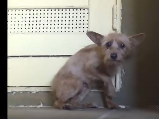 Φωτογραφία για Απίστευτη μεταμόρφωση σκύλου που συγκινεί. (VIDEO)