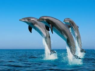 Φωτογραφία για Ξέρετε γιατί τα δελφίνια πηδάνε έξω από το νερό;