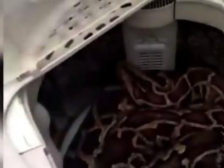 Φωτογραφία για Απίστευτο - Ανοιξε τον κάδο του πλυντηρίου της και βρήκε μέσα έναν τεράστιο... [video]