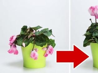 Φωτογραφία για Έτσι θα «αναστήσετε» τα μισοπεθαμένα φυτά σας