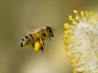 Φωτογραφία για Τι θα συμβεί στον πλανήτη, εάν εξαφανιστούν οι μέλισσες;