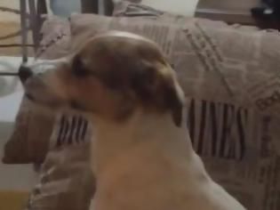 Φωτογραφία για Σκύλος βλέπει θρίλερ και αντιδρά όπως ένας άνθρωπος! (Video)