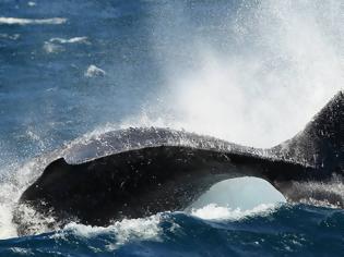 Φωτογραφία για Τα καλύτερα μέρη στον κόσμο για να δείτε τις πιο όμορφες φάλαινες