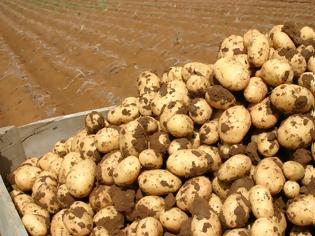 Φωτογραφία για Ξεμένει από πατάτες λόγω κλιματικής αλλαγής η Νέα Ζηλανδια