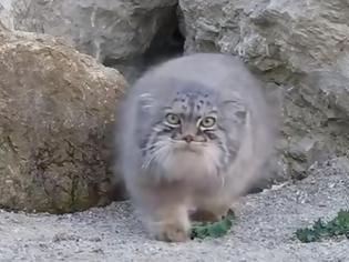 Φωτογραφία για Φρενίτιδα για το ζώο που βρέθηκε στα Λευκά Όρη και μοιάζει με φουρόγατο [photos+video]