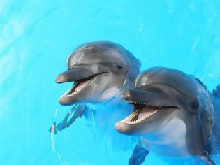 Φωτογραφία για Φάλαινες και δελφίνια ζουν σε κοινωνίες, μιλούν διαλέκτους και κουτσομπολεύουν...