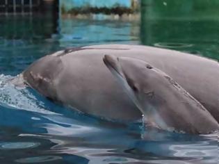 Φωτογραφία για Όταν είδαν το θηλυκό δελφίνι να σκοτώνει το μικρό του, πάγωσαν – Μόλις όμως κατάλαβαν γιατί το έκανε, τους «σηκώθηκε η τρίχα»
