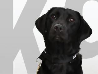 Φωτογραφία για Η CIA «απέλυσε» σκύλο που ανίχνευε βόμβες και ο λόγος μας έκανε να τον συμπαθήσουμε ακόμα περισσότερο