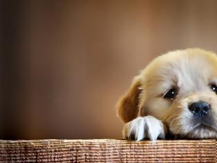 Φωτογραφία για Κάτι θέλει να σας πει ο σκύλος σας όταν έχει αυτή τη λυπημένη έκφραση.