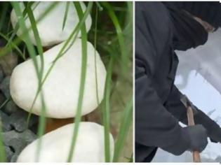 Φωτογραφία για Προσοχή: Αν δείτε αυτές τις άσπρες πέτρες έξω από το σπίτι καλέστε αμέσως την…