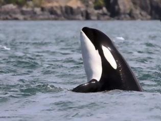 Φωτογραφία για Τρόμος στα αβαθή: Φάλαινες – δολοφόνοι ορμούν σε κολυμβητές [video]