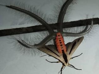 Φωτογραφία για Τρόμος: Εξωπραγματικό έντομο σπέρνει τον πανικό