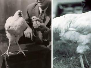Φωτογραφία για Η αληθινή ιστορία με τo ακέφαλο κοτόπουλο που έζησε δυο χρόνια χωρίς κεφάλι