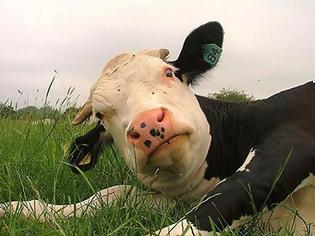 Φωτογραφία για Τι σχέση έχουν οι αγελάδες με τα ζελεδάκια και τα... μαχητικά τζετ;
